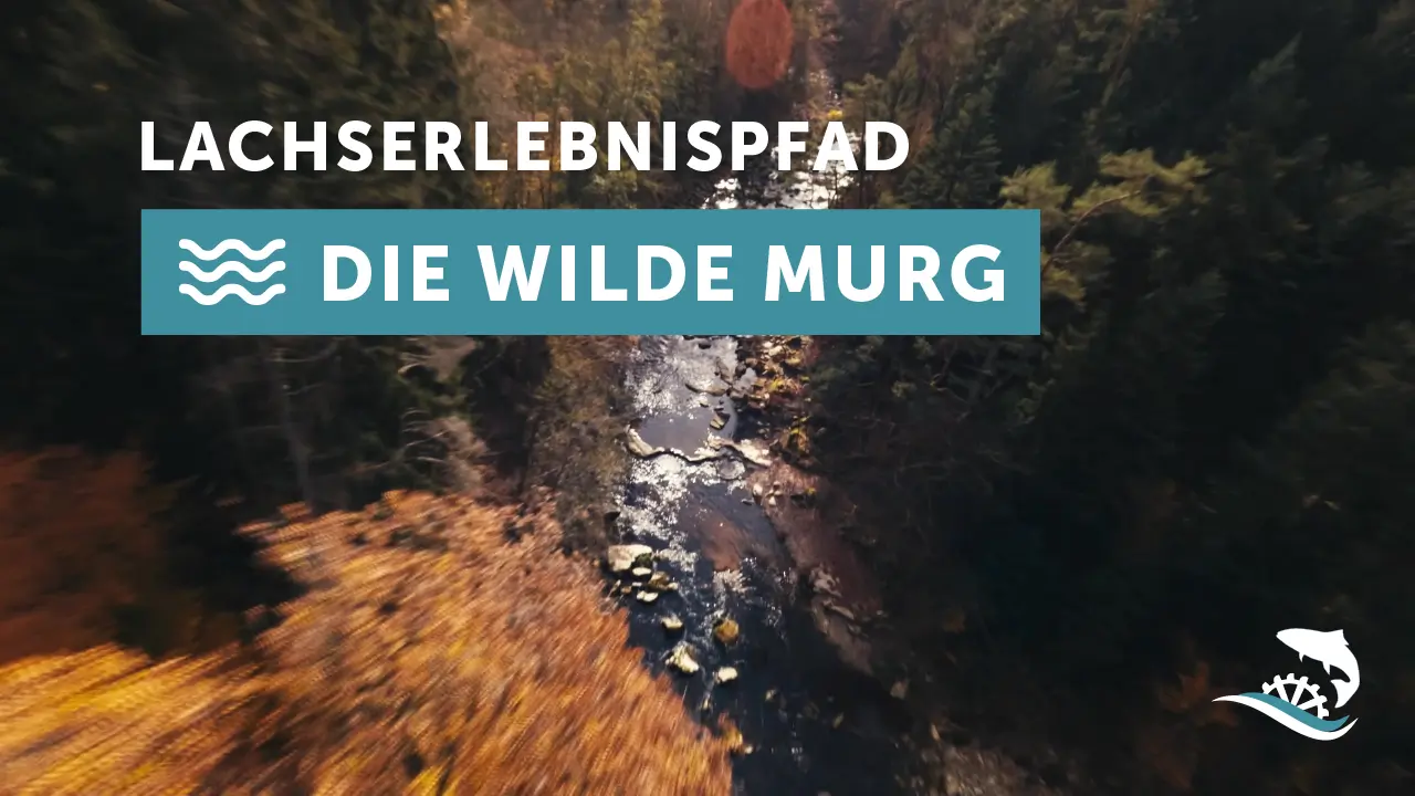 Lachserlebnispfad Murgtal - Die wilde Murg
